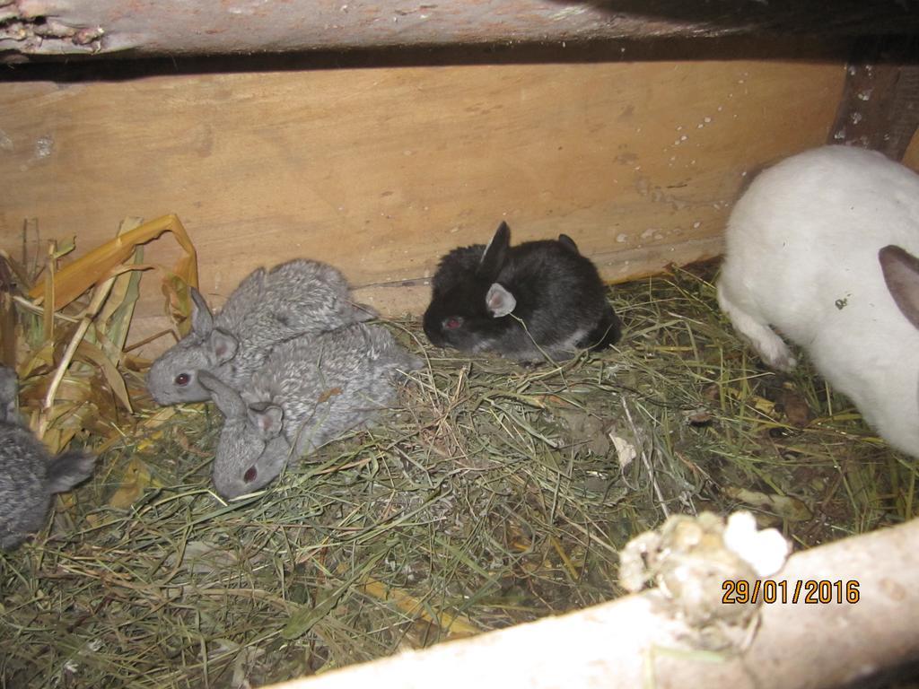 Khutorok Svergio Chesnovka Luaran gambar